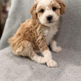 Teddy - Red  male Goldendoodle puppy in Somerset, Kentucky from Hilltop Doodles KY LLC