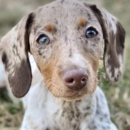 Dachshunds from Tristan Mini Dachshunds