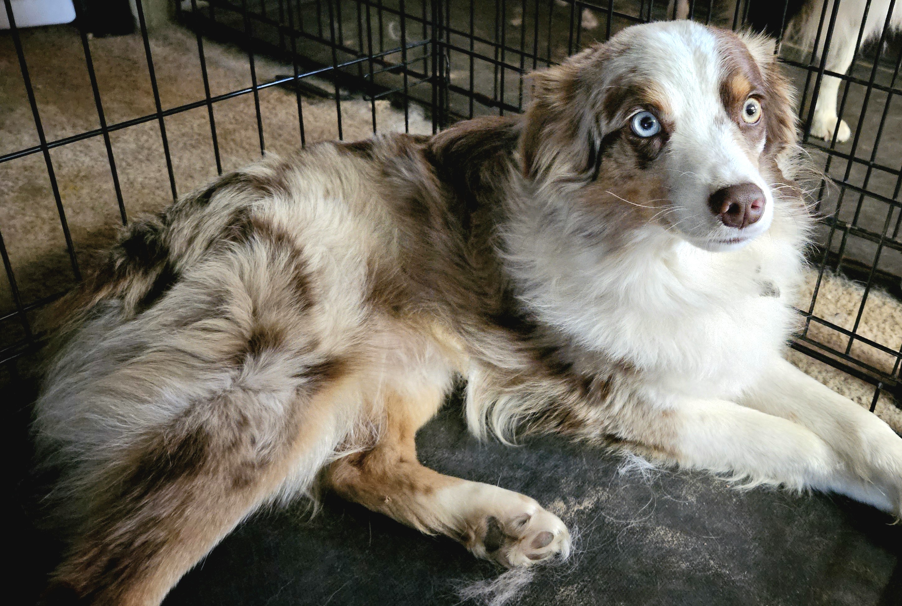 Remi - Miniature Australian Shepherd