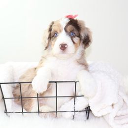 Margo - Red merle Aussiedoodle puppy in Decatur, Illinois from Signature Doodles