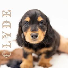 Clyde - Black and tan male Dachshund puppy in Denison, Texas from Rising Dawn Dachshunds