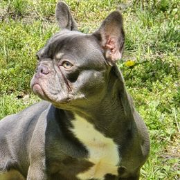 MYTH - French Bulldog