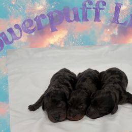 Cockapoos from Dreamy Night Doodles