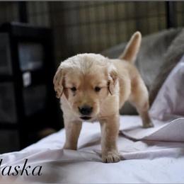 Bernedoodle and Golden Retriever Puppies from Golden Light Puppies