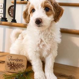 Boy 2 - Parti male Goldendoodle puppy in Placerville, California from New Dawn Poodles and Doodles