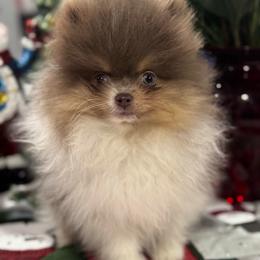 Coby - Tri-colored male Pomeranian puppy in New Lenox, Illinois from Illinois Poms