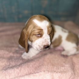 Basset Hound Puppies from Mockingbird Hollow Bassets
