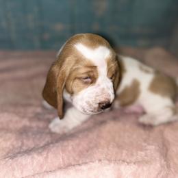 Basset Hound Puppies from Mockingbird Hollow Bassets