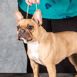 Tuvii - French Bulldog
