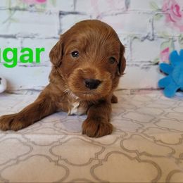 Cavapoo Puppies from Danielle Perkins's Cavapoos