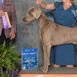 Weimaraners from Apex Weimaraners