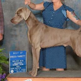 Weimaraners from Apex Weimaraners