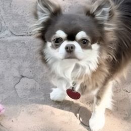 Chihuahuas and Pomeranians from Layna Landers