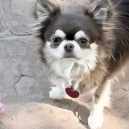 Chihuahuas and Pomeranians from Layna Landers