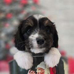 Betty - Black female Double Doodle puppy in Prescott Valley, Arizona from Ramirez Family Doodles