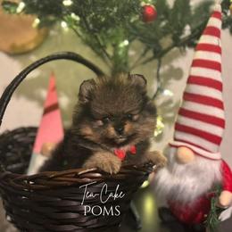 Finn - Wolf sable male Pomeranian puppy in Eastover, North Carolina from Tea-Cake Pomeranians of The Carolinas