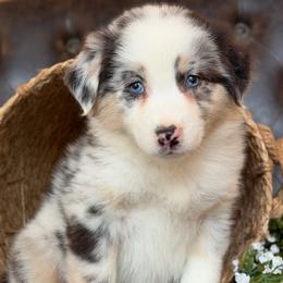 Riley-has tail-many videos - Blue merle female Australian Shepherd puppy in Troy, South Carolina from Australian Shepherds of 3/W Farms
