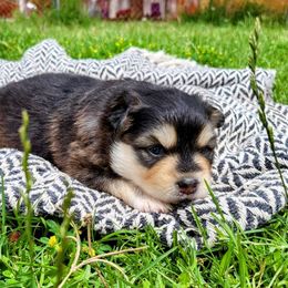 Margo - Wolf sable Pomsky puppy in Kennewick, Washington from Nebula Ranch Pomskies