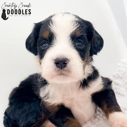 Korey - Tri-color male Bernedoodle puppy in Tipton, Indiana from Country Creek Doodles