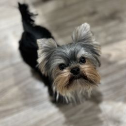 Bubby - Yorkshire Terrier