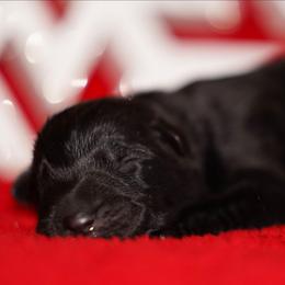 Blue Ribbon - Black male German Shepherd puppy in Howard City, Michigan from Sherman's Shepherds