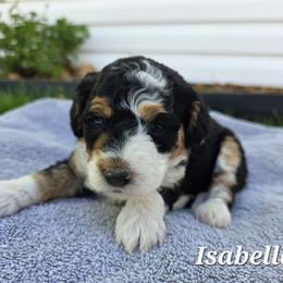Isabella - Tri-color female Bernedoodle puppy in Blackfoot, Idaho from Draper Mountain Doodles