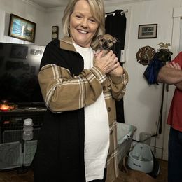 Chihuahua and Poodle Puppies from Garrett’s Chihuahuas and Poodles