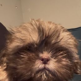Melon - Liver male Shih Tzu puppy in Madera Acres, California from California Shih Tzu’s