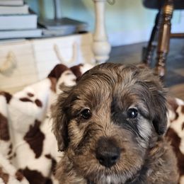 Aussiedoodle, Poodle, and Toy Australian Shepherd Puppies from Wild Farm Puppies