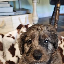 Aussiedoodle, Poodle, and Toy Australian Shepherd Puppies from Wild Farm Puppies