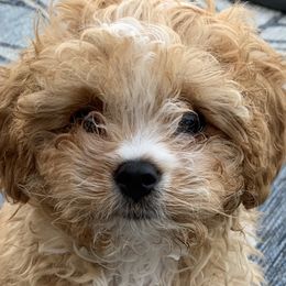 Romeo - Cavapoo
