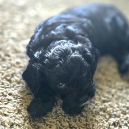 Tuxedo Boy - Black and white male Cavapoo puppy in Almira, Washington from Cavapoo Cuddles
