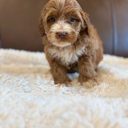 Birdie - Red  male Goldendoodle puppy in Sallisaw, Oklahoma from Huddle Puppies