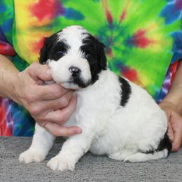River - White male Portuguese Water Dog puppy in Beatrice, Nebraska from Success Portuguese Water Dogs