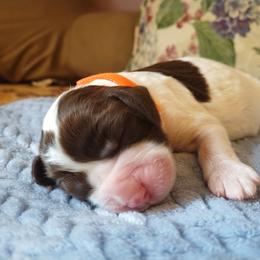 Pleasure - White and liver female English Springer Spaniel puppy in Kingsport, Tennessee from Leandra's English Springer Spaniels