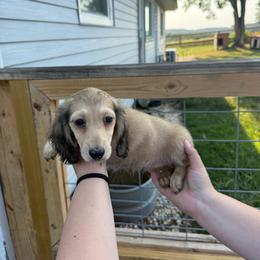 Carter - Cream male Dachshund puppy in Mountain Home, Arkansas from Furry Friends Kennel