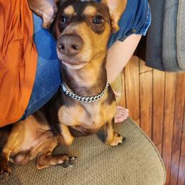 Herman - Dachshund