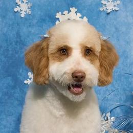 Callie - Goldendoodle