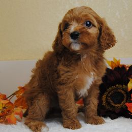 Cinnamon - Red female Cavapoo puppy in Mountain Grove, Missouri from Dogwood & Sassafras Companions