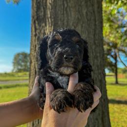 Cove - Phantom female Bernedoodle puppy in Inola, Oklahoma from Blue Stem Companions