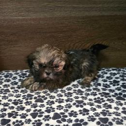 Boy 2 - Gold male Shih Tzu puppy in Meadows Of Dan, Virginia from Walt’s Shih Tzus