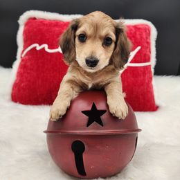 Hope - Sable female Dachshund puppy in Smallett, Missouri from Doxie Holler