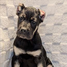 Orange - Black female Cane Corso puppy in Schell City, Missouri from Schell Osage Cane Corsos