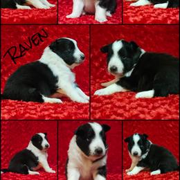 Shetland Sheepdog Puppies from Henotic Homestead's Shetland Sheepdogs