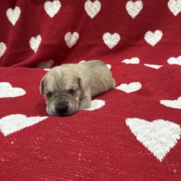 Rudolph - Fawn male Cane Corso puppy in Utah from 3Lake Kennelz