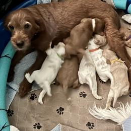 Goldendoodle puppies from Lasting Legacy Family Dogs