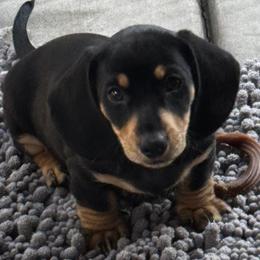 Thomas - Black and tan male Dachshund puppy in Rancho Cucamonga, California from Empire's Dachshunds