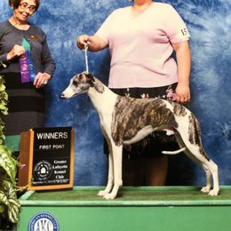 Oliver - Whippet