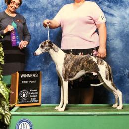 Oliver - Whippet
