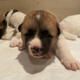 Akita Puppies from Gloe Akita's